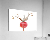 Wild Rose Hip Acrylic Print