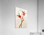 Two Wild Rose Hips Acrylic Print