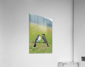 Feeding time: Eastern Kingbird Acrylic Print