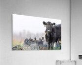 Steer and Starlings Acrylic Print