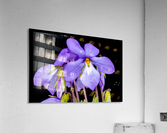 Birds Foot Violet Acrylic Print