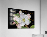 Apple Blossom Acrylic Print