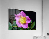 Wild Prairie Rose Acrylic Print
