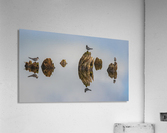 Black Tern Family Reflection Acrylic Print