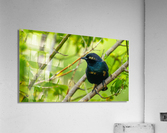 Brewers Blackbird Acrylic Print
