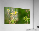 Yellow Warbler in Willow Acrylic Print