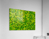 Duckweed Impression acrylique