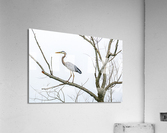 Great Blue Heron in Tree Acrylic Print