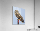 Short-eared owl  Acrylic Print
