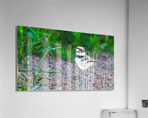 Killdeer Chick  1 Acrylic Print