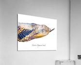 Eastern Hognosed Snake Acrylic Print