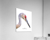 Sandhill Crane Beauty Shot Acrylic Print