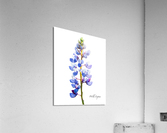 Wild Lupine Acrylic Print