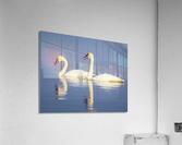 Trumpeter Swans Acrylic Print