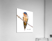Barn Swallow Acrylic Print