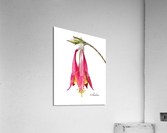 Columbine Acrylic Print