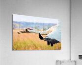 Whooping Crane Acrylic Print