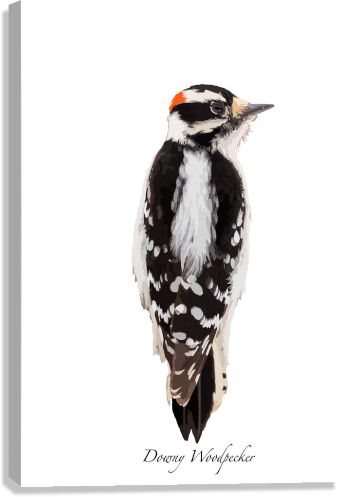 Downy Woodpecker Canvas Print