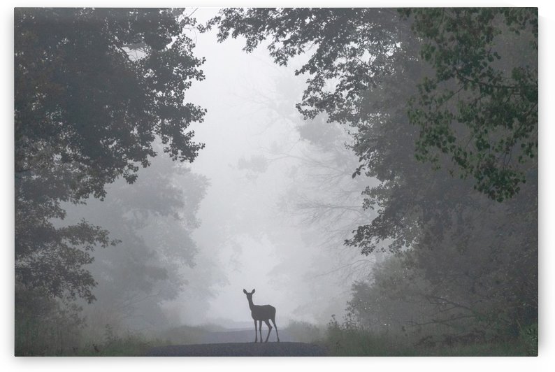 Lone deer on foggy road by Joe Riederer