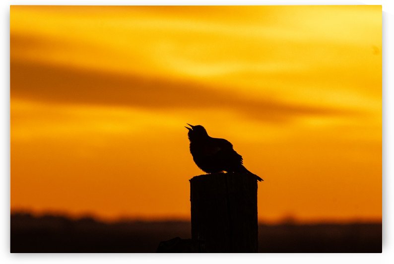 Redwing Blackbird at Sunrise by Joe Riederer