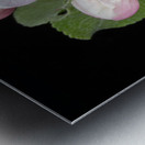 Apple Blossom Metal print