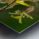 Yellow Warbler in Willow Metal print