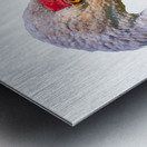 Sandhill Crane Beauty Shot Metal print