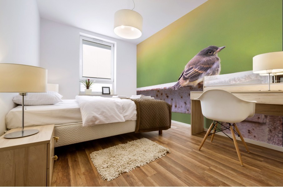 Fledgling Eastern Phoebe Mural print