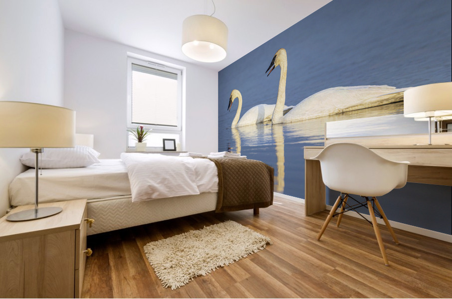 Trumpeter Swans Mural print