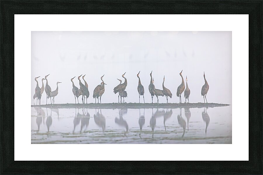 Cranes Looking Up Picture Frame print