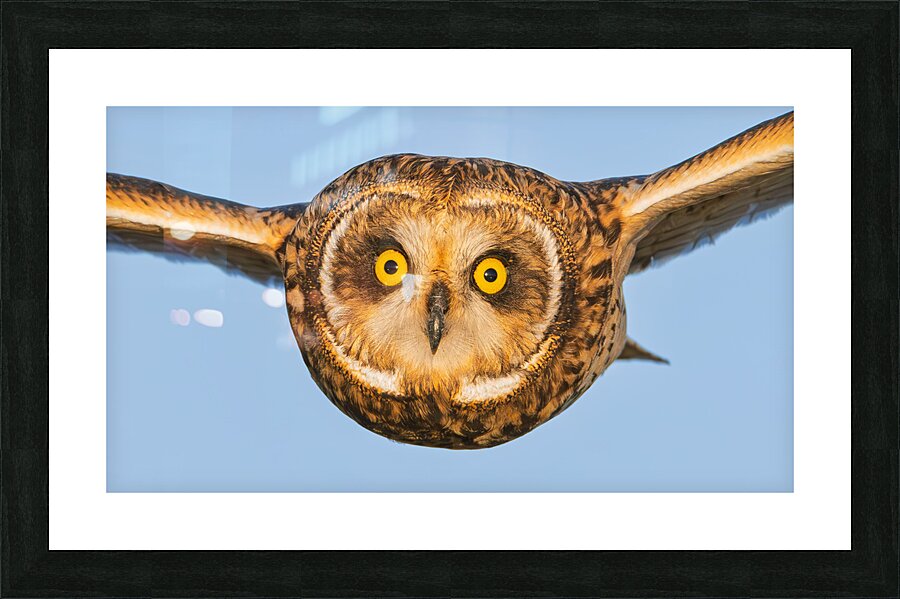 Short-eared Owl Face to Face Picture Frame print