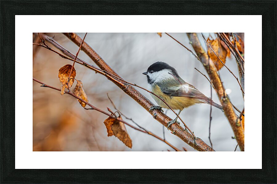 Chickadee in River Birch Picture Frame print