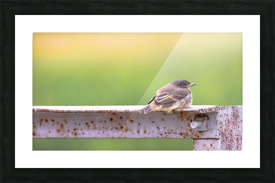 Fledgling Eastern Phoebe Picture Frame print