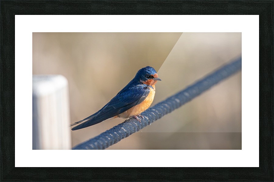 Barn Swallow on Rope Picture Frame print