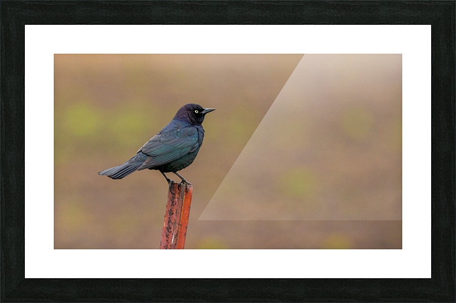 Brewers Blackbird on Post Picture Frame print