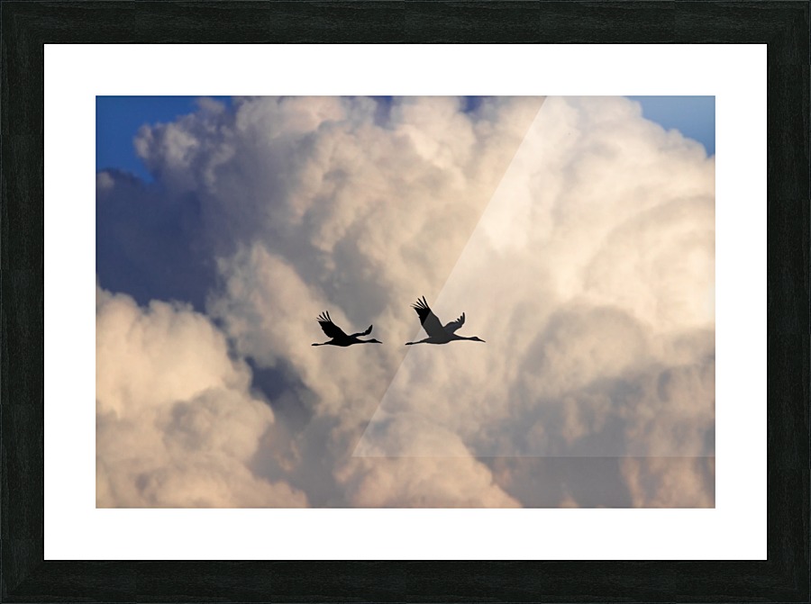 Sandhill Cranes in Cumulus Clouds Picture Frame print