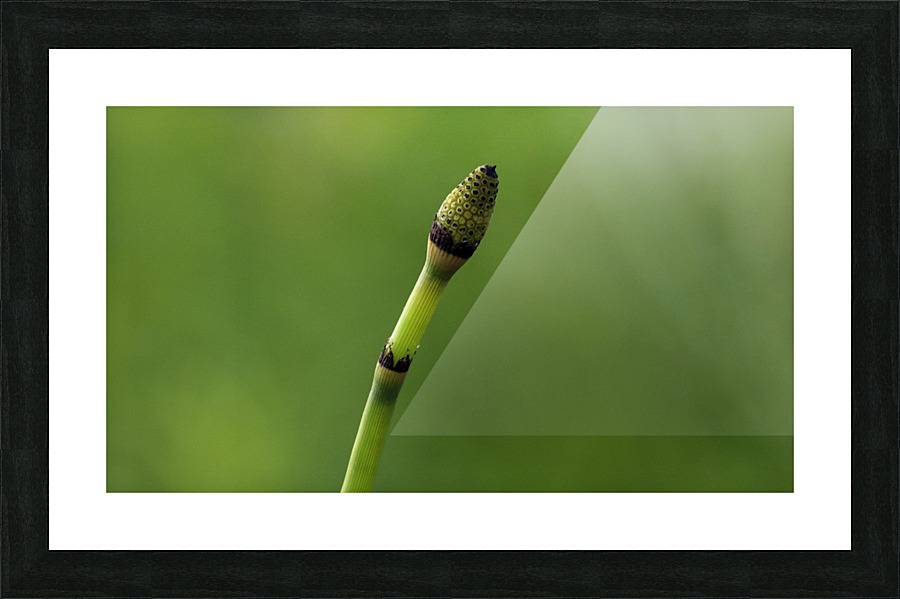 equisetum horsetail Picture Frame print