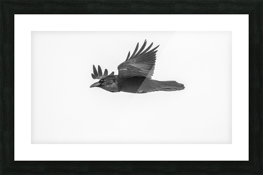 Common Raven Picture Frame print