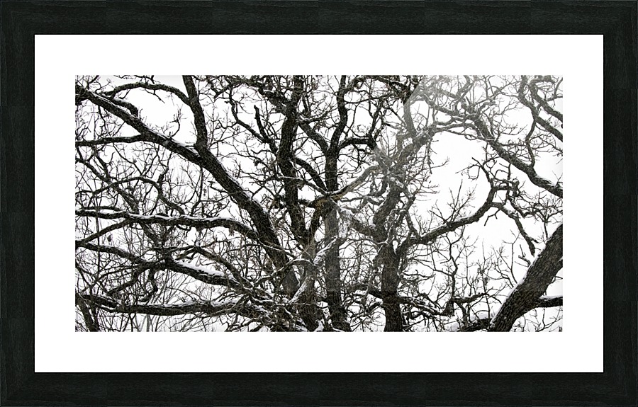 snowy tree Picture Frame print