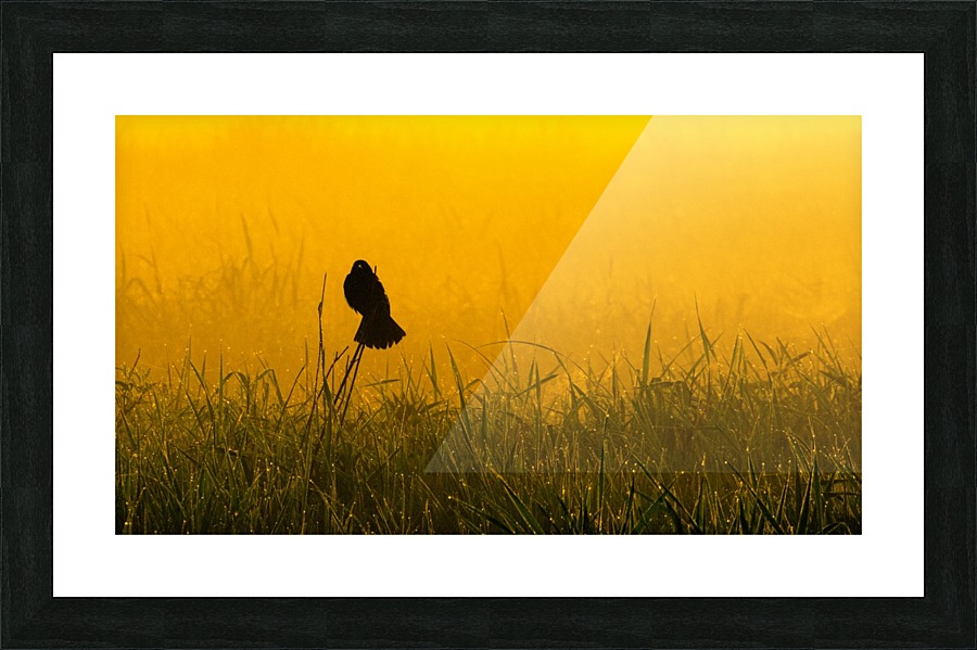 Redwing in Fog Picture Frame print
