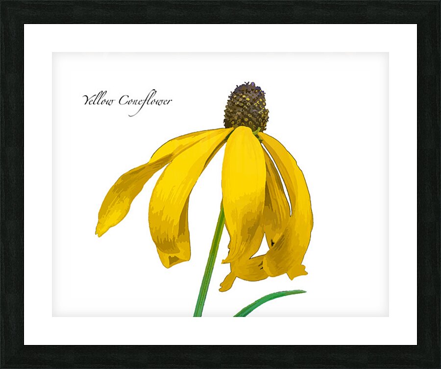 Yellow Coneflower Picture Frame print