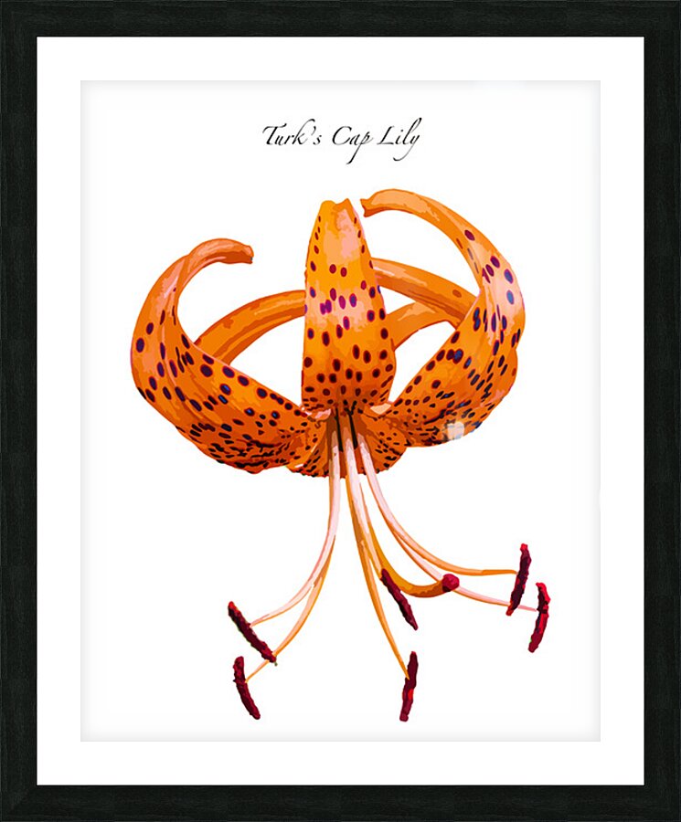 Turks Cap Lily Picture Frame print