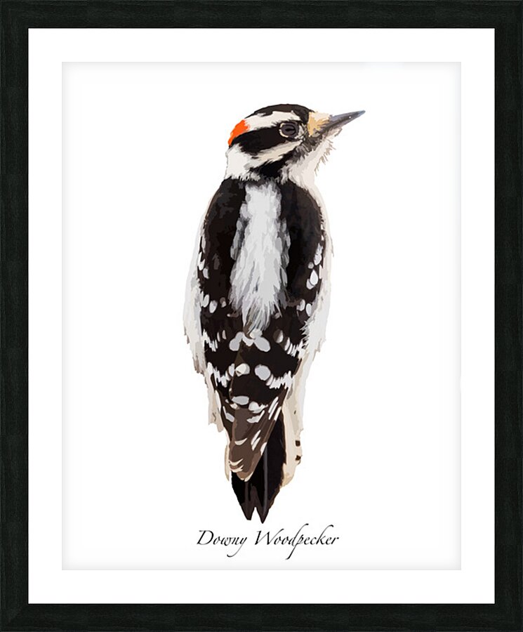 Downy Woodpecker Picture Frame print