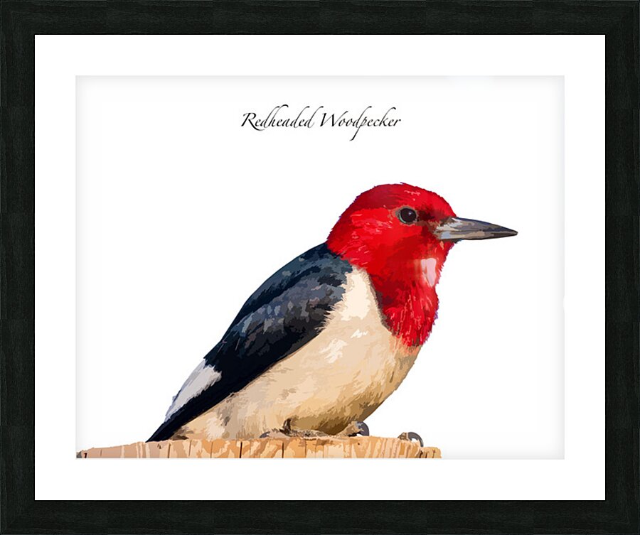 Red-headed Woodpecker Picture Frame print