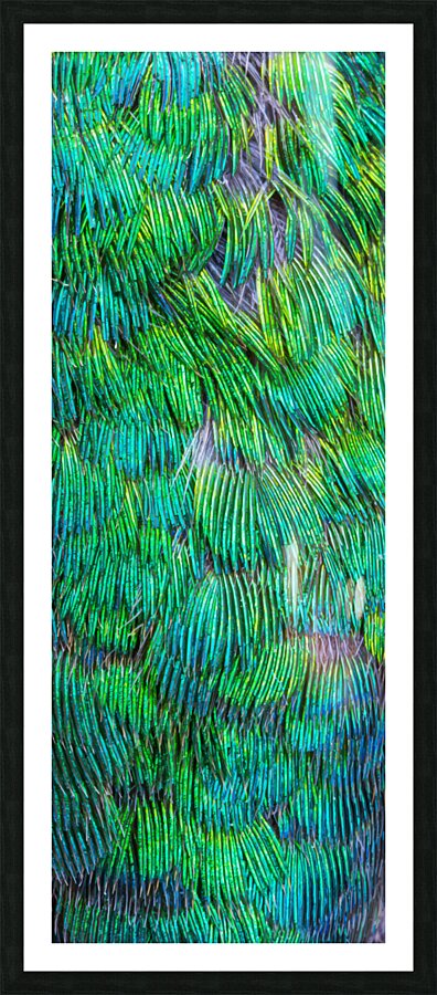 Ruby-throated hummingbird Picture Frame print