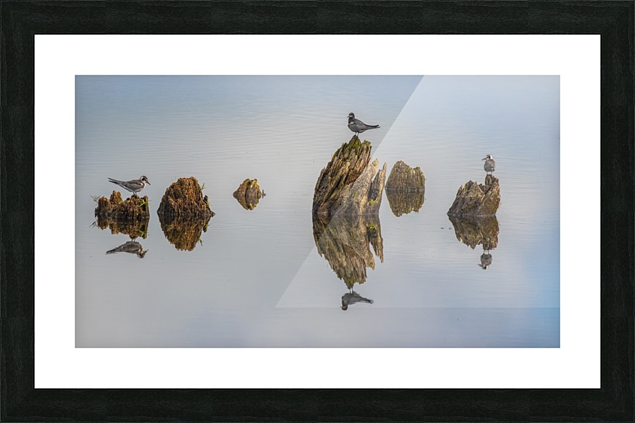 Black Tern Family Reflection Picture Frame print