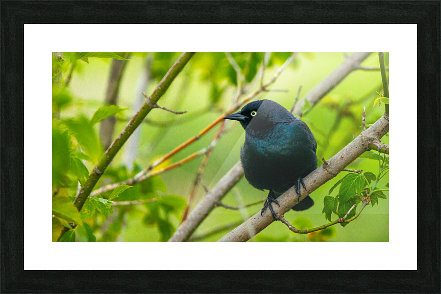 Brewers Blackbird Picture Frame print