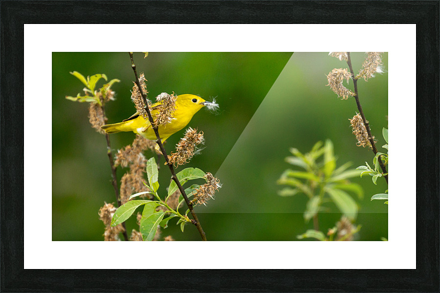 Yellow Warbler in Willow Picture Frame print