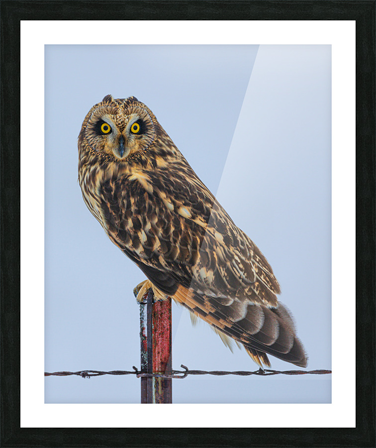 Short-eared owl  Picture Frame print
