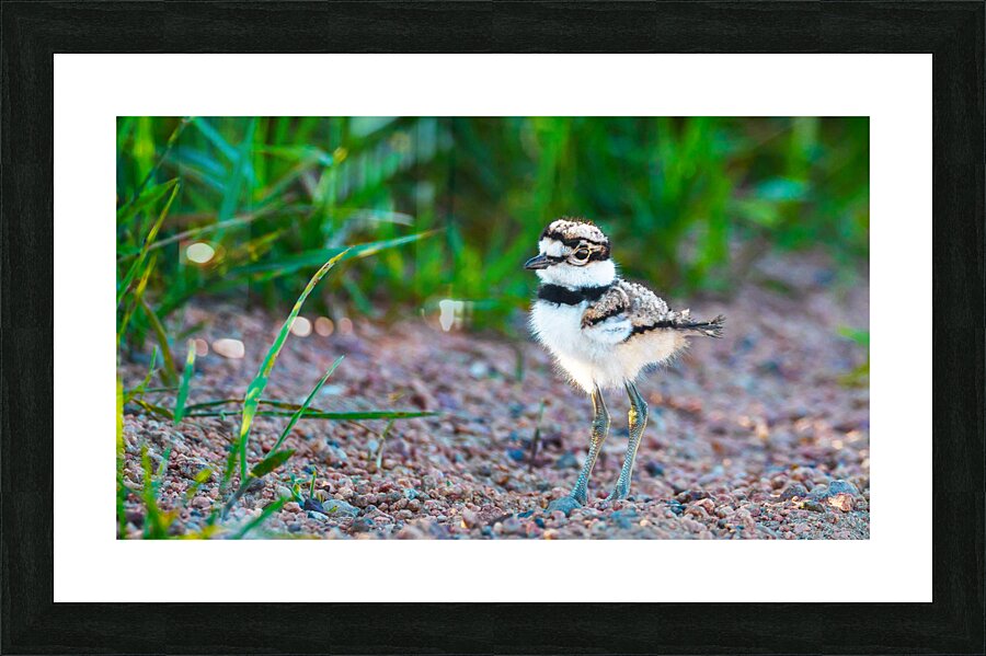 Killdeer Chick  1 Picture Frame print